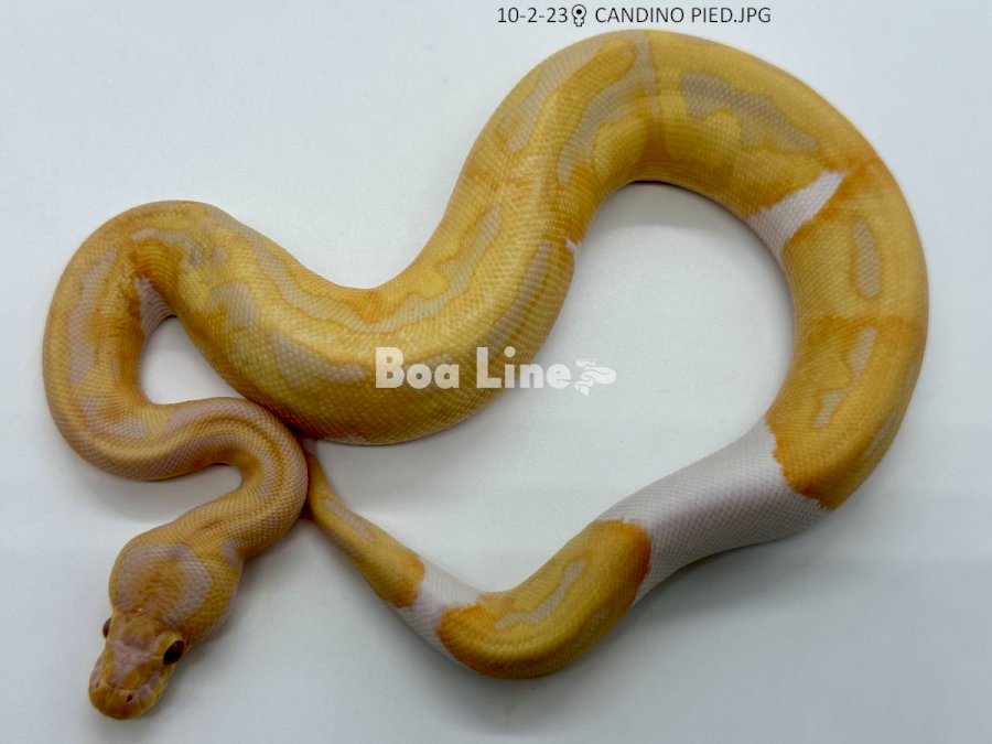 CANDINO PIED